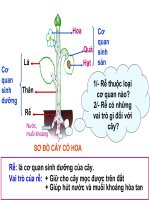 Các loại rễ, các miền của rễ