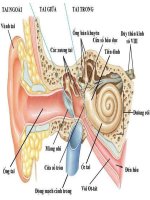 Cơ quan phân tích tai_ mat_lưỡi