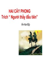 Văn bản Hai cây Phong