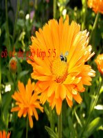 phong cảnh đền hùng