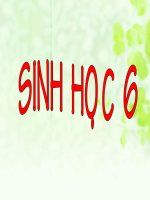 BAI 16: THAN TO RA DO DAU?