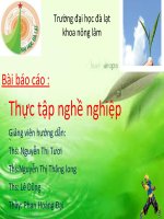 công nghệ chế biến chè đen CTC