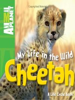 my life in the wild cheetah