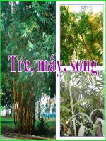 Bài 22. Tre, mây, song
