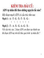 giáo án bồi dưỡng thao giảng, thi giáo viên giỏi môn sinh học lớp 9 bài 17 mối quan hệ giữa gen và arn (2)