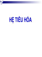 Tổng quan về hệ tiêu hóa