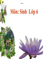 bài 20. cấu tạo ngoài của phiến lá