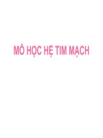 Bài giảng về hệ tim mạch