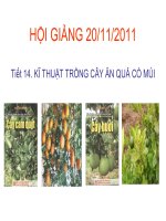 T14. KI THUAT TRONG CAY AN QUA CO MUI