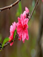 BÀI 36. QUẦN THỂ SINH VẬT VÀ CÁC MỐI QUAN HỆ GIỮA CÁC CÁ THỂ TRONG QUẦN THỂ