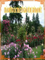 Đaọ đức lớp 2: Yêu cầu đề nghị ( GA thi GVG  Tỉnh)