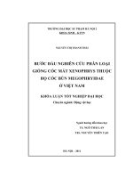 khóa luận tốt nghiệp bước đầu nghiên cứu phân loại giống cóc mắt xenophrys thuộc họ cóc bùn megophryidae ở việt nam