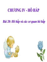 Bài 20. Hô hấp và các cơ quan hô hấp