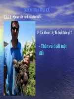 cau tao ngoai cua la