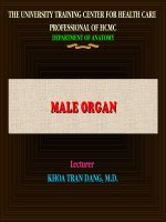 Tổng quan về sinh dục nam