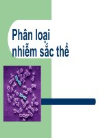 Phương pháp phân loại nhiễm sắc thể
