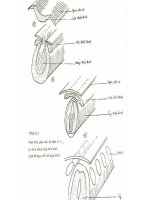 Tổng quan về hệ thần kinh có hình ảnh