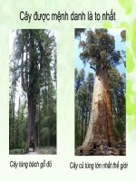 Sinh 6. Thân to ra do đâu