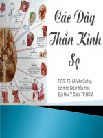 Các dây thần kinh sọ