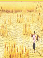 TĐ5 BÀI : HẠT GẠO LÀNG TA