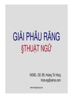 Thuật ngữ giải phẫu răng
