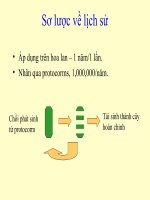 nuôi cấy mô tế bào thực vật