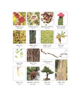 Học Tiếng Anh qua hìnhaanhr thực vật