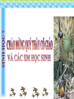 bài 35 ếch Đồng