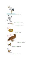 Từ vựng tiếng Anh về các loại động vật