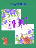 tiết 19 - Trai sông