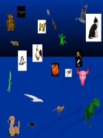 HÌNH ĐỘNG TRANG TRÍ BÀI GIẢNG