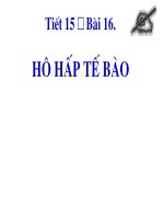Bài 16 - Hô hấp tế bào