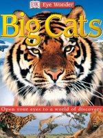 eye wonder big cats