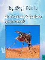 TNXH1 BÀI : NHẬN BIẾT CÂY CỐI VÀ CON VẬT