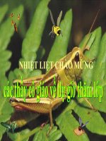 Tiết 28 - Đa dạng và đặc điểm chung của lớp Sâu bọ