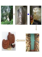 ppt giáo án trồng nấm linh chi