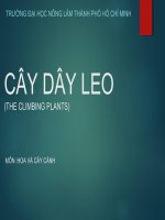 bài giảng cây dây leo