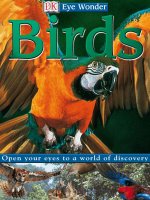 eye wonder birds