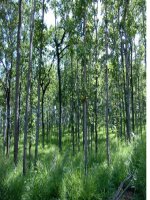 tiet 22. gieo hạt và chăm sóc vườn gieo ươm cây rưng(bai thi gv dạy gioi)