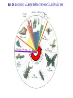 Tiết 28: ĐA DẠNG VÀ ĐẶC ĐIỂM CHUNG CỦA LỚP SÂU BỌ