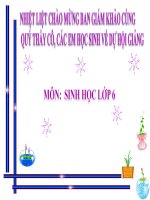 bài 22. ảnh hưởng các điều kiện bên ngoài  đến quang hợp