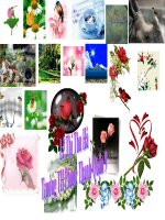 HÌNH ĐỘNG TRANG TRÍ GIÁO ÁN ĐIỆN TỬ