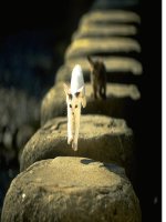 T25. bài 27.Môi ghep đông-THCS TT Chơ moi-bkan