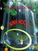 Bài 29 CÁC LOẠI HOA