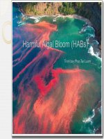 Sự nở hoa của tảo độc hại-HABs