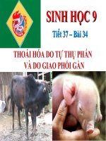 T37-Bài 34- Thoái hóa do tự thụ phấn và do giao phối gần