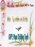 TNXH1- Tuần 20- An toàn trên đường đi học