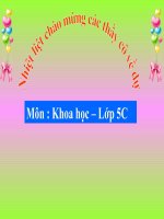 Cay con moc len tu hat