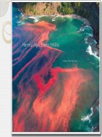 Sự nở hoa của tảo độc hại-HABs.