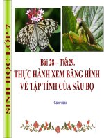 Thực hành xem băng hình về tập tính của sâu bọ